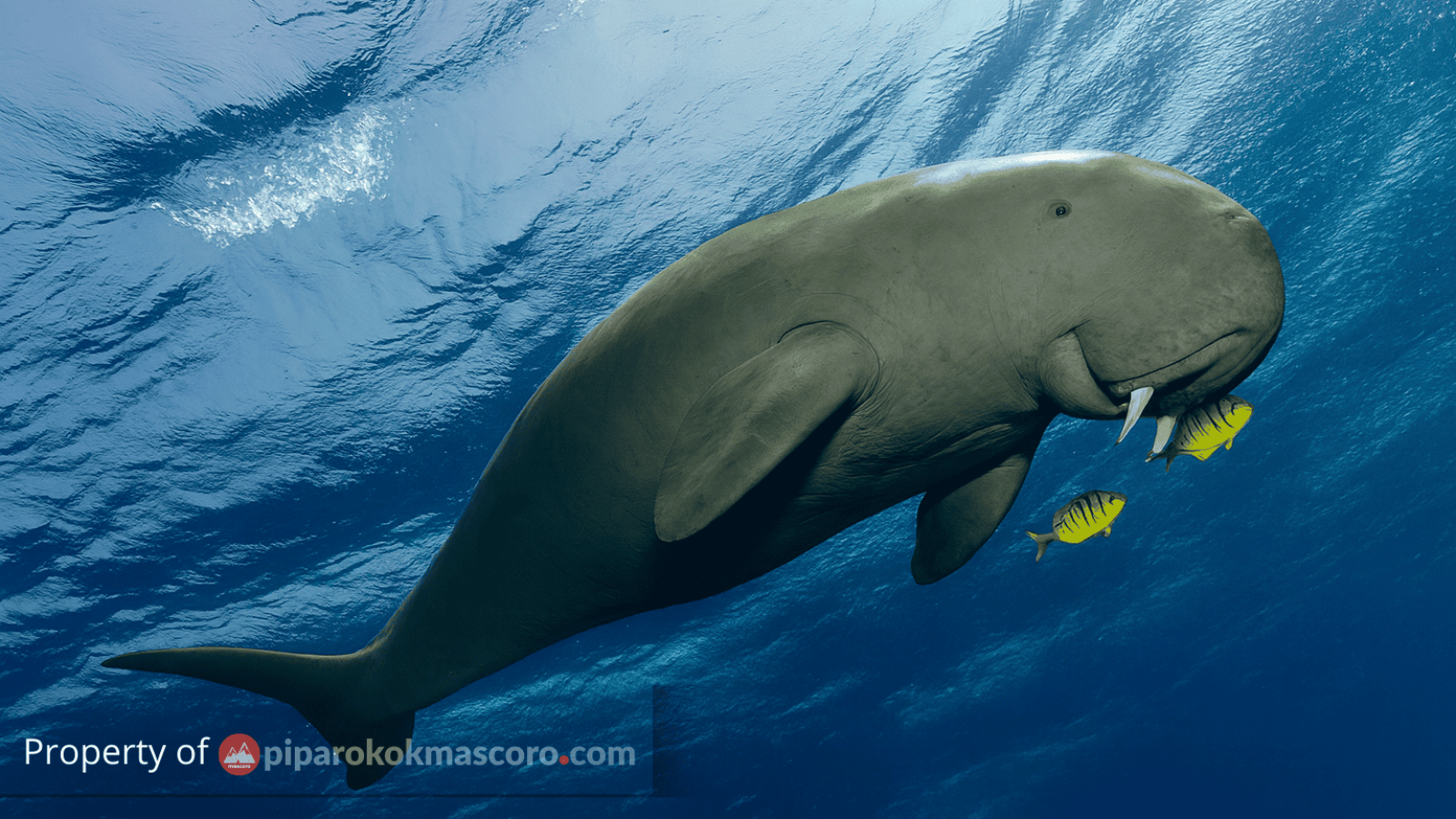 dugong taring duyung tarduy