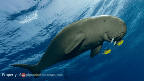 dugong taring duyung tarduy