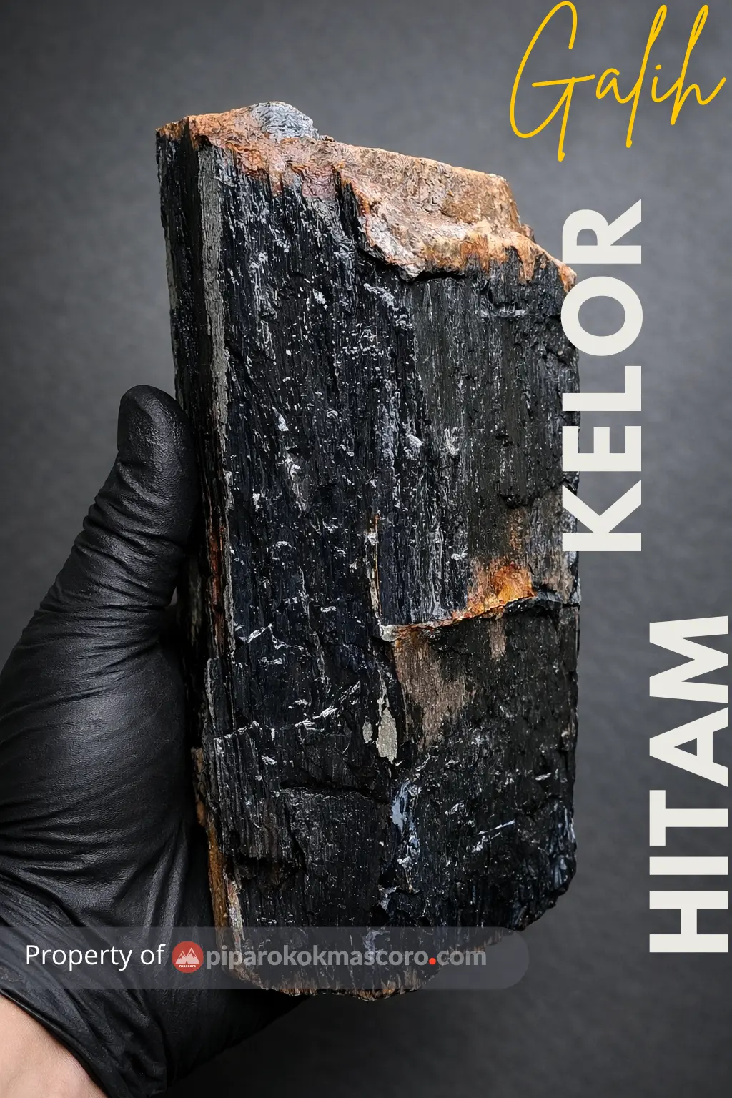 contoh galih kelor hitam termineralisasi