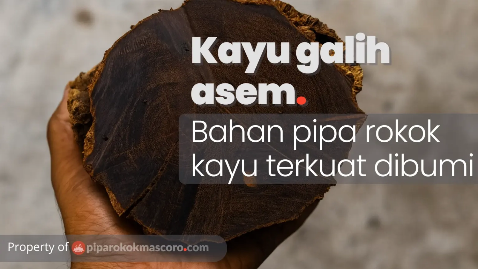 kayu galih asem bahan pipa rokok kayu terkuat dibumi