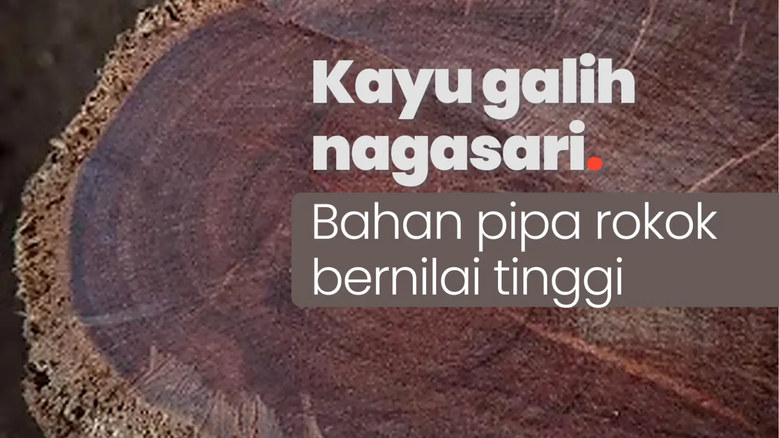 kayu galih nagasari - bahan pipa rokok bernilai tinggi
