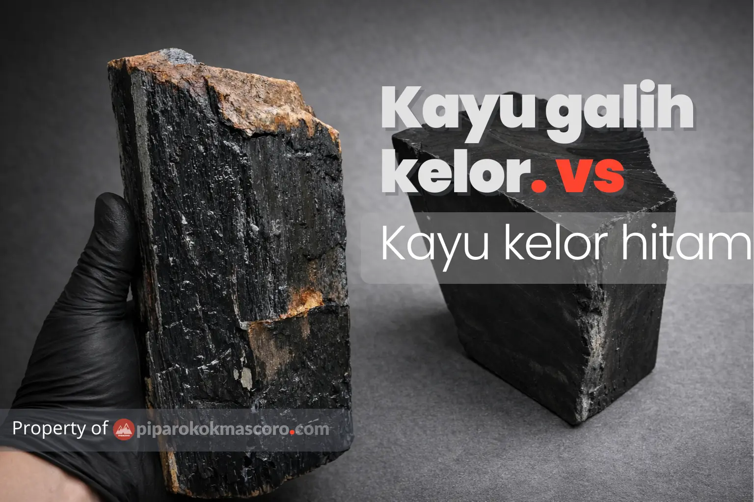 Apa Bedanya Kayu Kelor Hitam dan Galih Kelor Hitam
