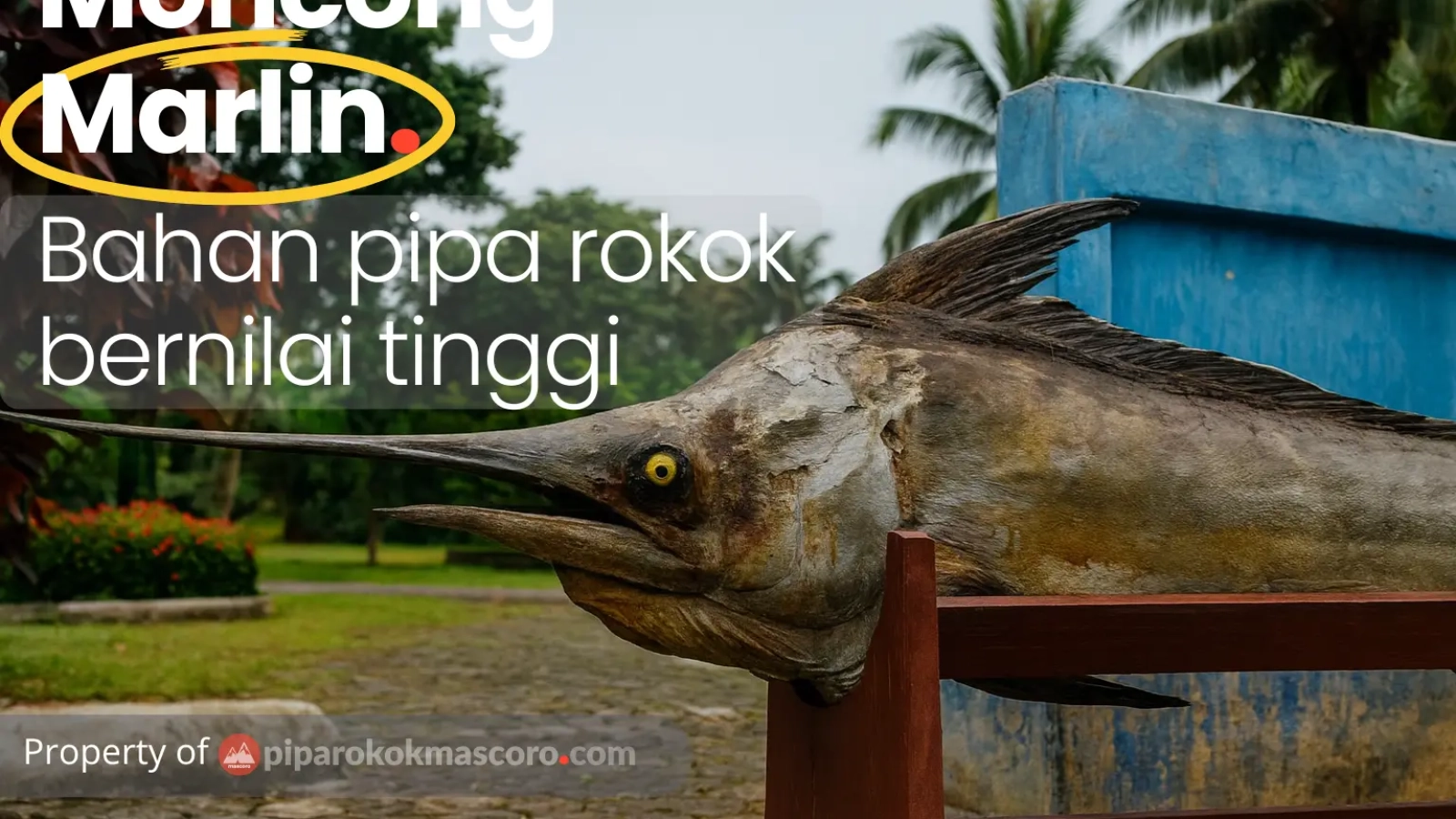 moncong marlin bahan baku pipa rokok