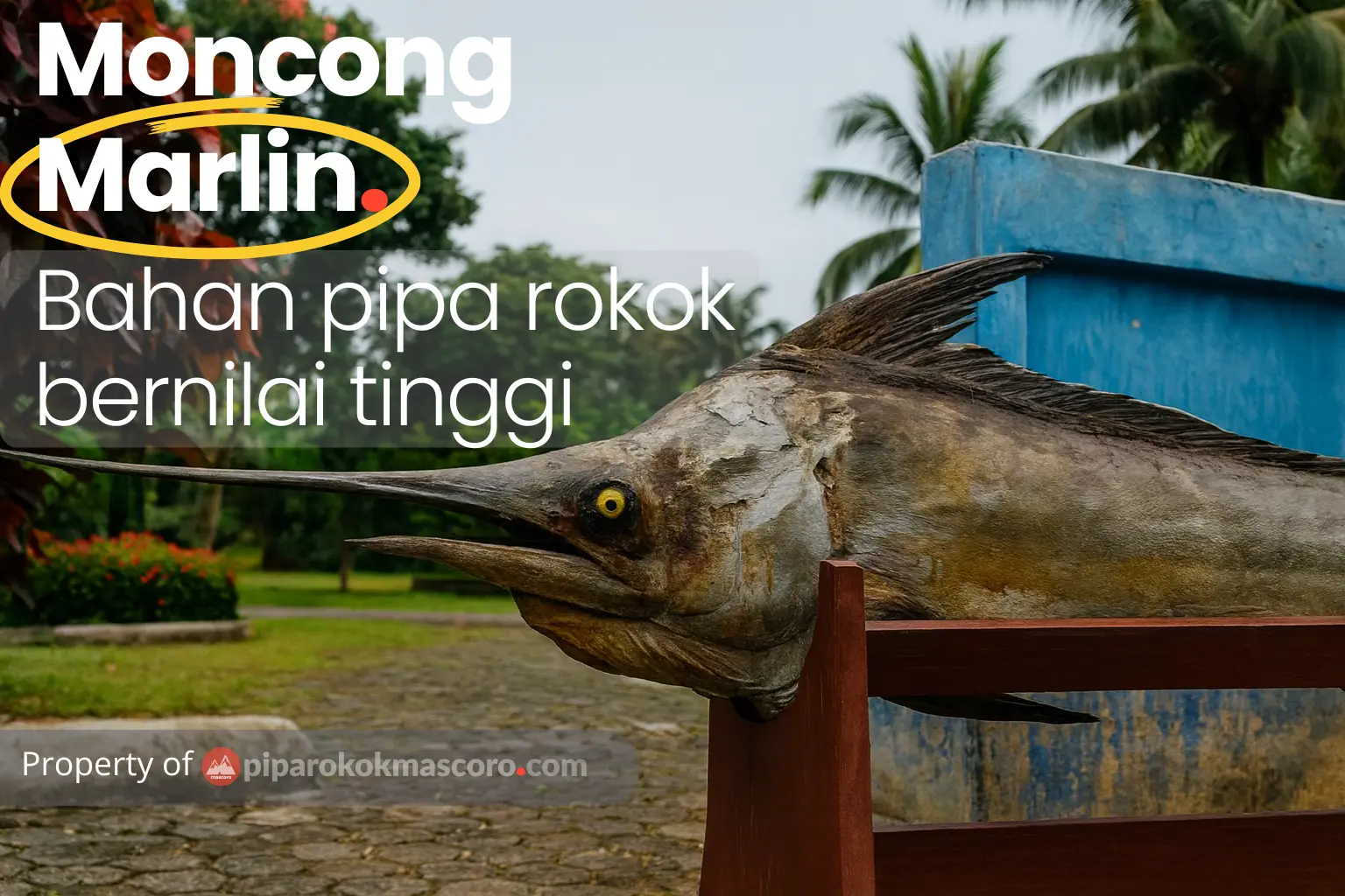 Mengenal Bahan Baku Pipa Rokok Moncong Ikan Marlin/Cucuk Marlin